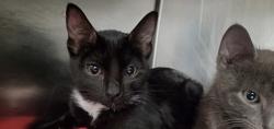 Shelter Stray Female Cat last seen unknown address around 5255 w, Kearns Township, UT, 84118, 511 W 3900 S, Salt Lake City, UT 84123, USA