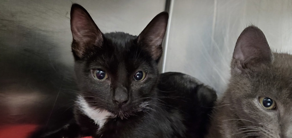 Shelter Stray Female Cat last seen unknown address around 5255 w, Kearns Township, UT, 84118, 511 W 3900 S, Salt Lake City, UT 84123, USA