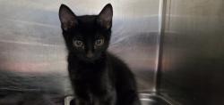 Shelter Stray Male Cat last seen unknown address around 5255 w, Kearns Township, UT, 84118, 511 W 3900 S, Salt Lake City, UT 84123, USA