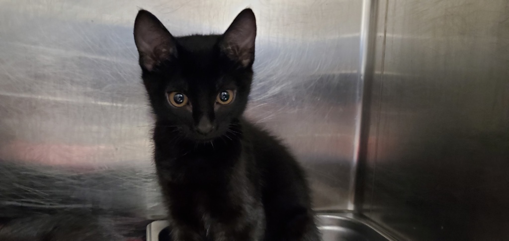 Shelter Stray Male Cat last seen unknown address around 5255 w, Kearns Township, UT, 84118, 511 W 3900 S, Salt Lake City, UT 84123, USA