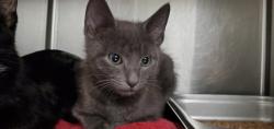 Shelter Stray Male Cat last seen unknown address around 5255 w, Kearns Township, UT, 84118, 511 W 3900 S, Salt Lake City, UT 84123, USA