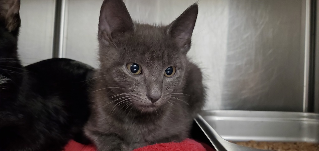 Shelter Stray Male Cat last seen unknown address around 5255 w, Kearns Township, UT, 84118, 511 W 3900 S, Salt Lake City, UT 84123, USA