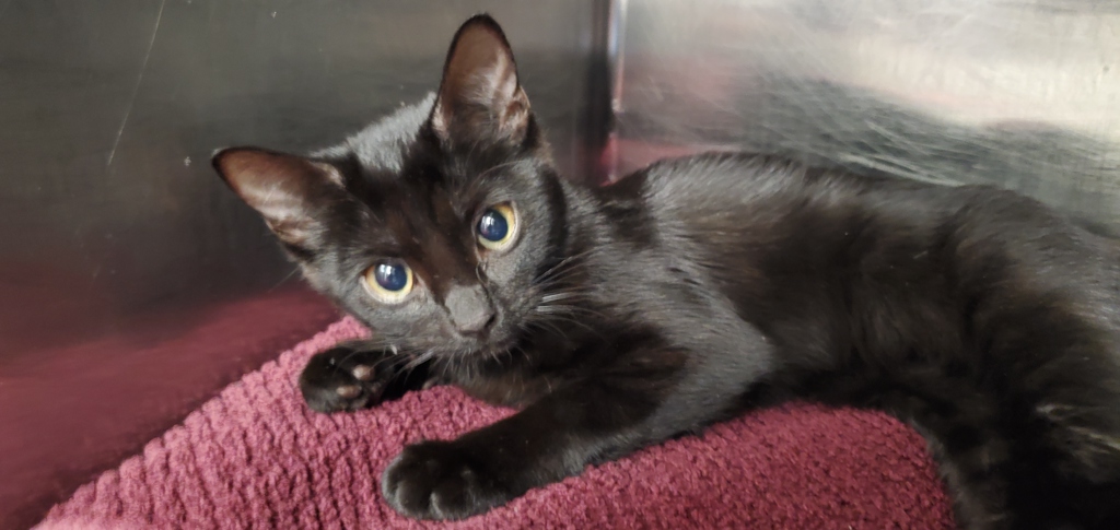 Shelter Stray Female Cat last seen unknown address around 5255 w, Kearns Township, UT, 84118, 511 W 3900 S, Salt Lake City, UT 84123, USA