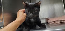 Shelter Stray Male Cat last seen unknown address around 5255 w, Kearns Township, UT, 84118, 511 W 3900 S, Salt Lake City, UT 84123, USA