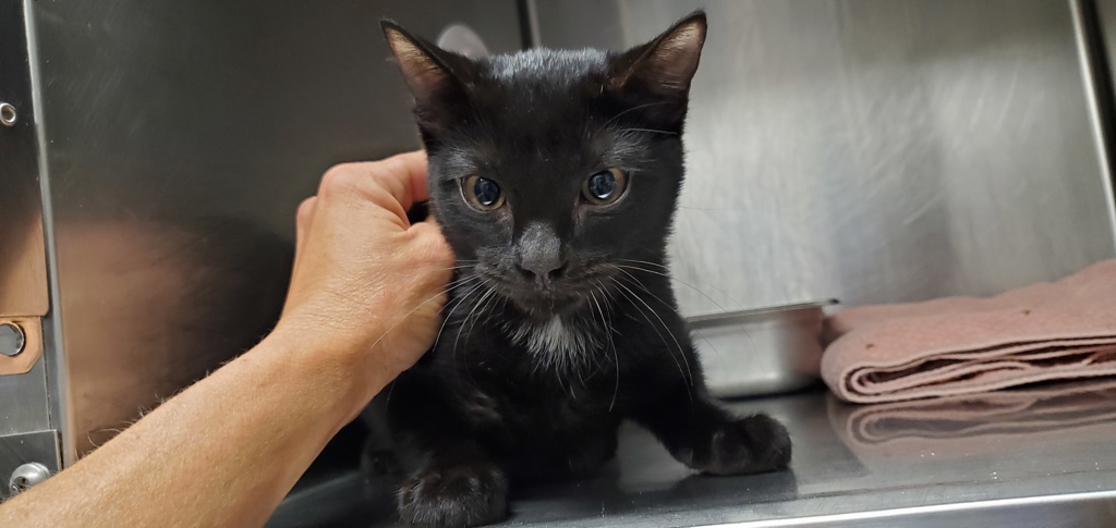 Shelter Stray Male Cat last seen unknown address around 5255 w, Kearns Township, UT, 84118, 511 W 3900 S, Salt Lake City, UT 84123, USA