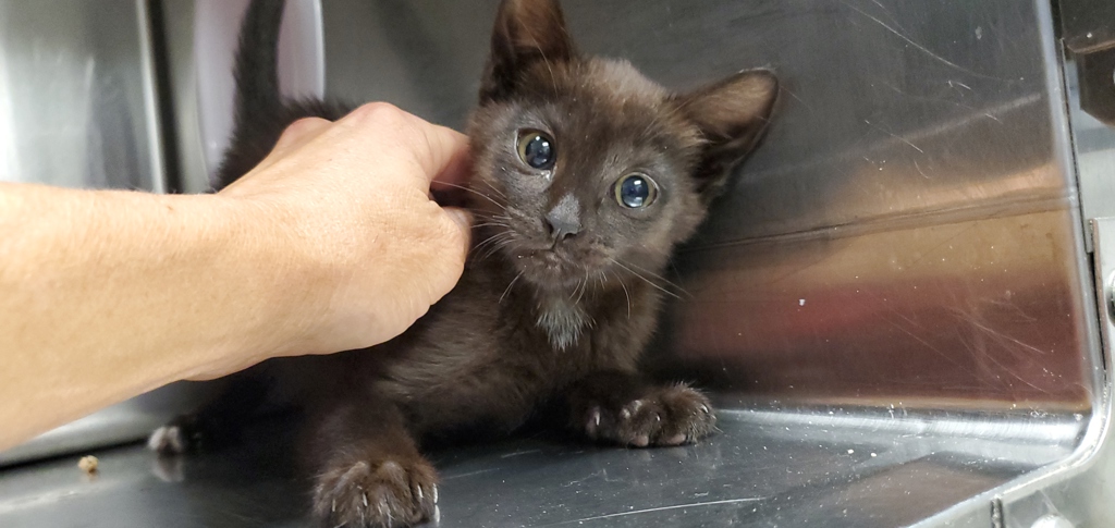 Shelter Stray Female Cat last seen unknown address around 5255 w, Kearns Township, UT, 84118, 511 W 3900 S, Salt Lake City, UT 84123, USA