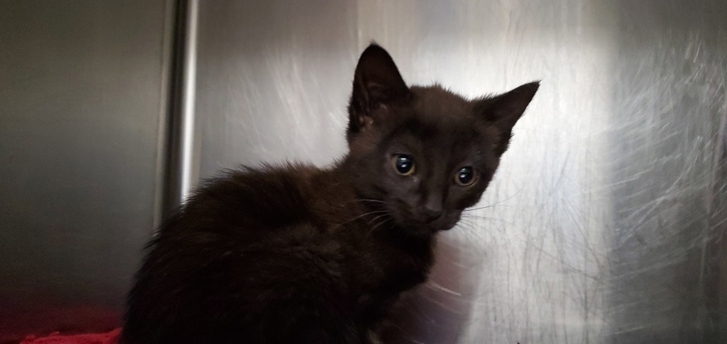 Shelter Stray Female Cat last seen unknown address around 5255 w, Kearns Township, UT, 84118, 511 W 3900 S, Salt Lake City, UT 84123, USA