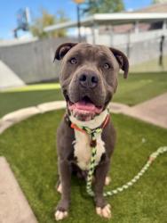 Shelter Stray Male Dog last seen Near E 800 S, SALT LAKE CITY, UT, 84111, 511 W 3900 S, Salt Lake City, UT 84123, USA
