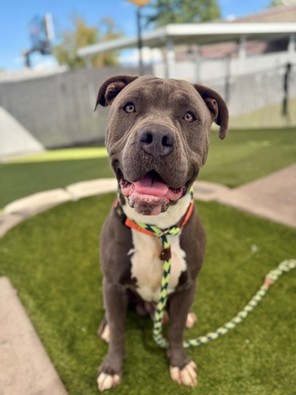 Shelter Stray Male Dog last seen Near E 800 S, SALT LAKE CITY, UT, 84111, 511 W 3900 S, Salt Lake City, UT 84123, USA