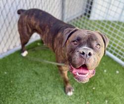 Shelter Stray Male Dog last seen Near S State Street, SALT LAKE CITY, UT, 84111, 511 W 3900 S, Salt Lake City, UT 84123, USA