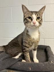 Shelter Stray Male Cat last seen Apt 304,752 N 900 W, SALT LAKE CITY, UT, 84116, 511 W 3900 S, Salt Lake City, UT 84123, USA