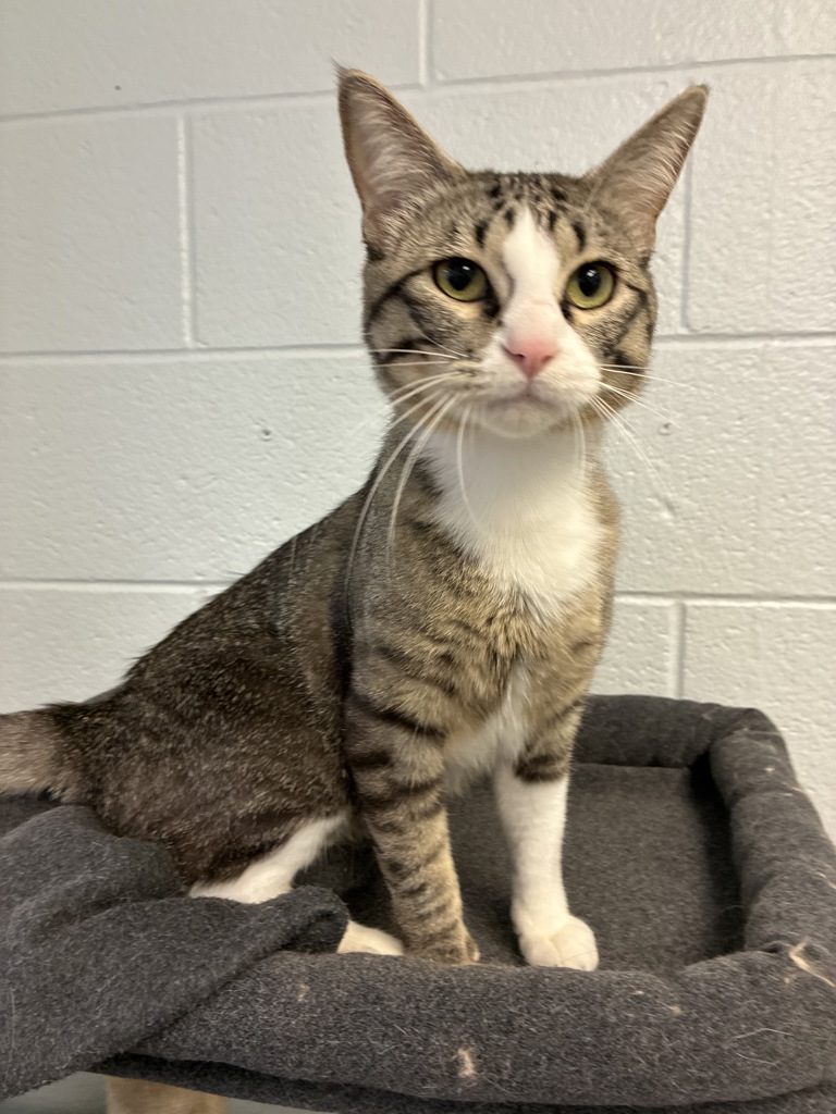 Shelter Stray Male Cat last seen Apt 304,752 N 900 W, SALT LAKE CITY, UT, 84116, 511 W 3900 S, Salt Lake City, UT 84123, USA