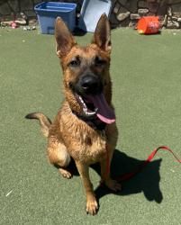 Shelter Stray Male Dog last seen Near Sinkler Way, Vista, CA, 92083, Oceanside, CA 92058, USA