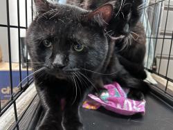 Shelter Stray Male Cat last seen Crotona park, BRONX, NY, 10457, 326 E 110th St, New York, NY 10029, USA