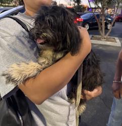 Found/Stray Female Dog last seen Eastern, Bell Gardens, CA 90201