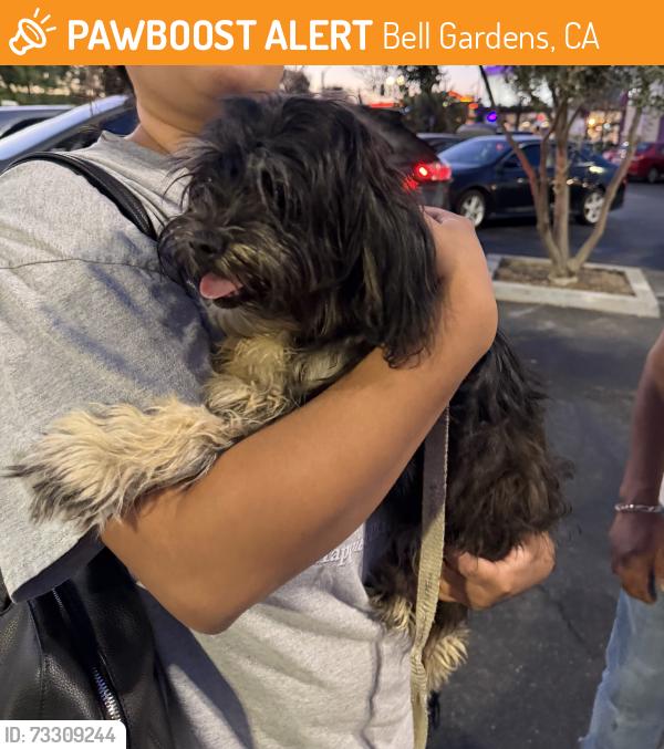 Found/Stray Female Dog last seen Eastern, Bell Gardens, CA 90201