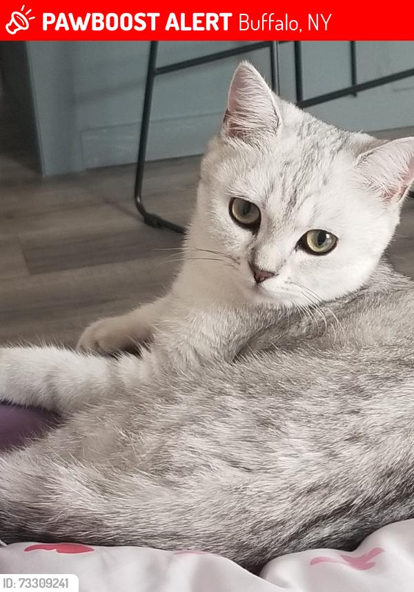 Lost Female Cat last seen Near military road, Buffalo, NY 14217