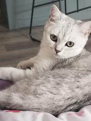 Lost Female Cat last seen Near military road, Buffalo, NY 14217