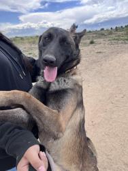 Reunited Female Dog last seen Pecos St, Denver, CO 80221