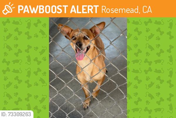 Found/Stray Unknown Dog last seen Nevada Avenue, Rosemead, CA 91770