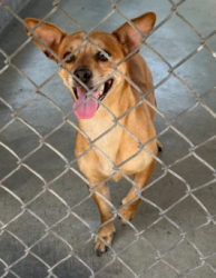 Found/Stray Unknown Dog last seen Nevada Avenue, Rosemead, CA 91770