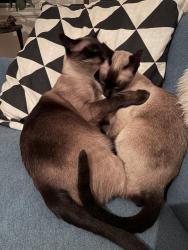 Reunited Male Cat last seen Liège et Guizot, Montréal, QC H2P 2G3