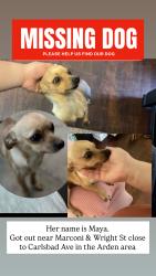Reunited Female Dog last seen Marconi and wright st, Sacramento, CA 95821