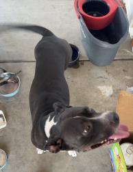 Reunited Female Dog last seen Buddhist temple, Pomona, CA 91767