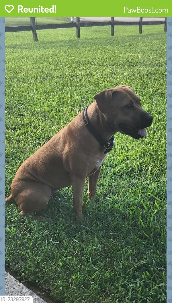 Reunited Female Dog last seen Tyrrell Park Area, Beaumont, TX 77705