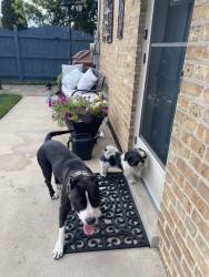 Found/Stray Unknown Dog last seen 57th & Mayfield, Chicago, IL 60638