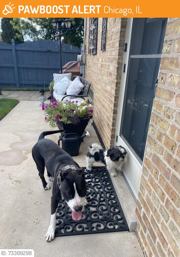 Found/Stray Unknown Dog last seen 57th & Mayfield, Chicago, IL 60638