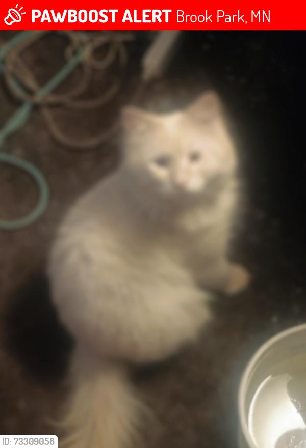 Lost Male Cat last seen Brook park road and teal street near old 61 and 300th, Brook Park, MN 55007