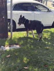 Found/Stray Male Dog last seen Near th St, Los Angeles, CA 90003