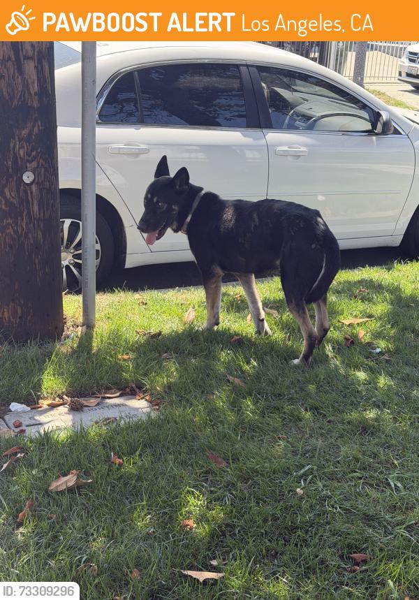 Found/Stray Male Dog last seen Near th St, Los Angeles, CA 90003