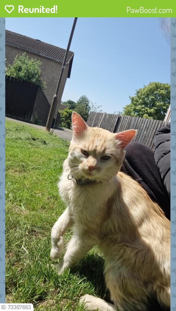 Reunited Male Cat last seen Raeburn Rigg, Deans Road, and farmer feilds around dechmount area, West Lothian, Scotland EH54 8PH