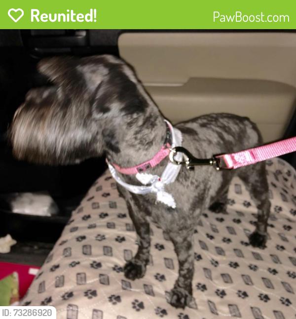 Reunited Female Dog last seen Cupples and Thompson, San Antonio, TX 78226