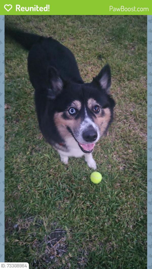 Reunited Female Dog last seen Winterbourne Wy, Fulshear, TX 77423, USA, Fulshear, TX 77423