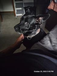 Reunited Male Dog last seen County Line Road, Oklahoma City, OK 73162