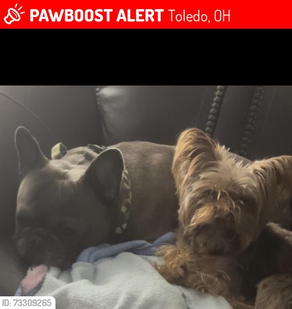 Lost Male Dog last seen Berdan, Sylvania Ave, Toledo, OH 43612