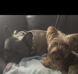 Lost Male Dog last seen Berdan, Sylvania Ave, Toledo, OH 43612