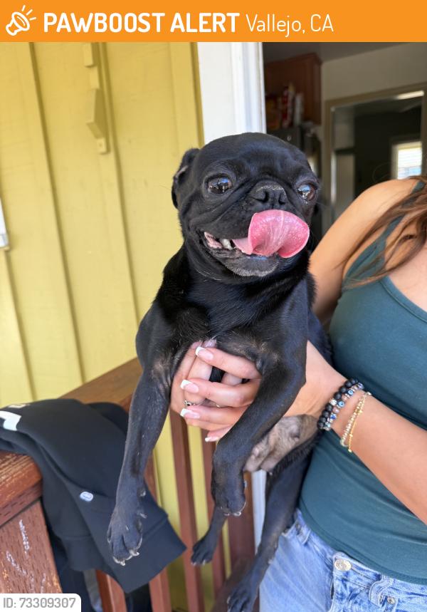 Found/Stray Female Dog last seen Benicia Rd., Vallejo, CA 94590