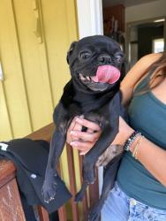 Found/Stray Female Dog last seen Benicia Rd., Vallejo, CA 94590