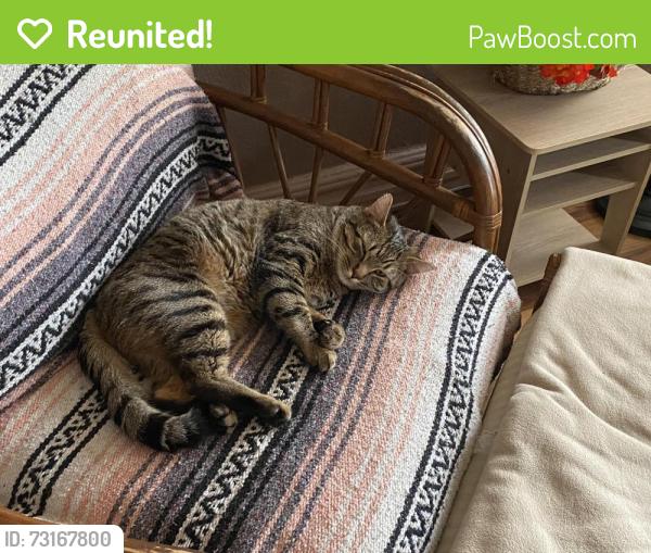 Reunited Male Cat last seen Fasset Street, Oak Street, Toledo, OH 43605