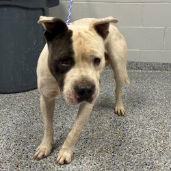 Shelter Stray Male Dog last seen , 328 Furman Hall Rd, Greenville, SC 29609, USA