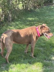 Reunited Female Dog last seen Cedar Ave extension, Islip, NY 11751