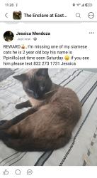 Lost Male Cat last seen Near Graceland Dr Deer Park TX, Deer Park, TX 77536