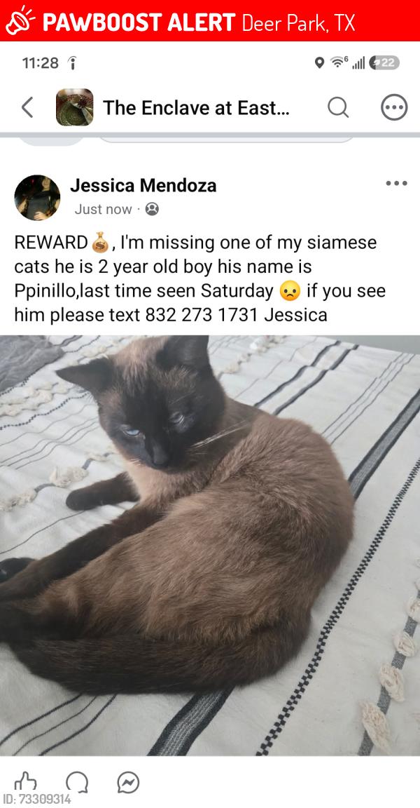Lost Male Cat last seen Near Graceland Dr Deer Park TX, Deer Park, TX 77536