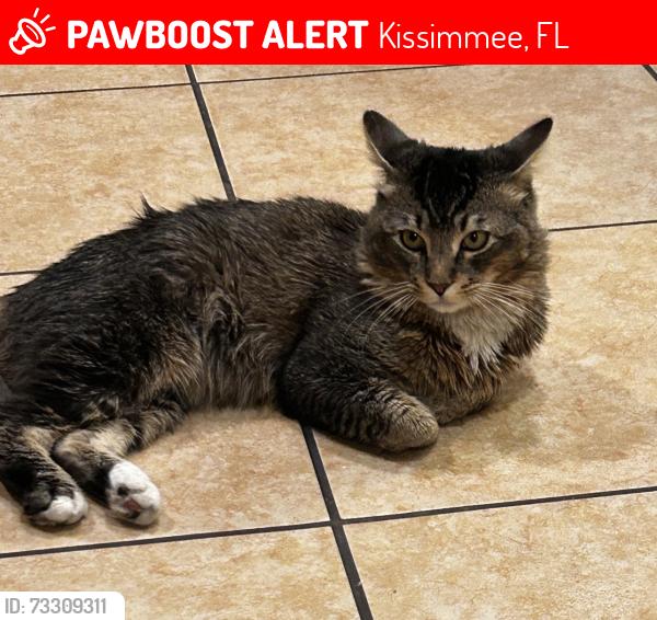 Lost Male Cat last seen Octavia blvd, Kissimmee, FL 34758