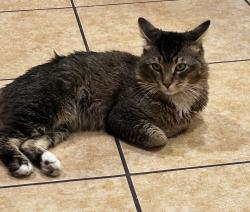 Lost Male Cat last seen Octavia blvd, Kissimmee, FL 34758