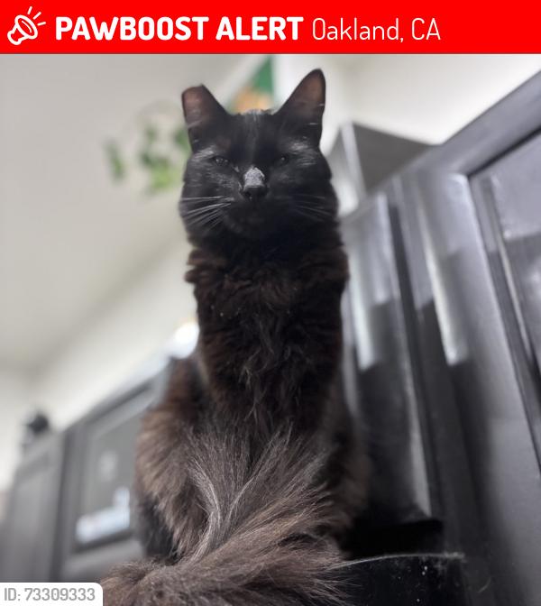 Lost Male Cat last seen 10th and Adeline, Oakland, CA 94607